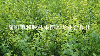 四川優質脆紅李子苗、大五星枇杷苗批發與種植技術全攻略——走進簡陽市和映林果苗木專業合作社