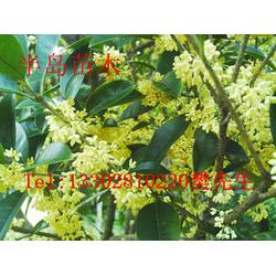 桂花飄香，家園添彩——半島苗木園藝綠化桂花樹(shù)苗種植技術(shù)全解析