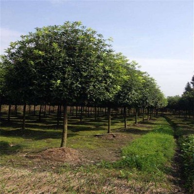 13公分香樟報價與青峰園林在線咨詢 自貢香樟苗木種植及技術(shù)全解析