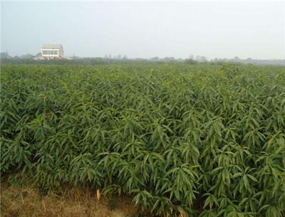 今秋錦繡黃桃苗價格與種植技術(shù)全解析