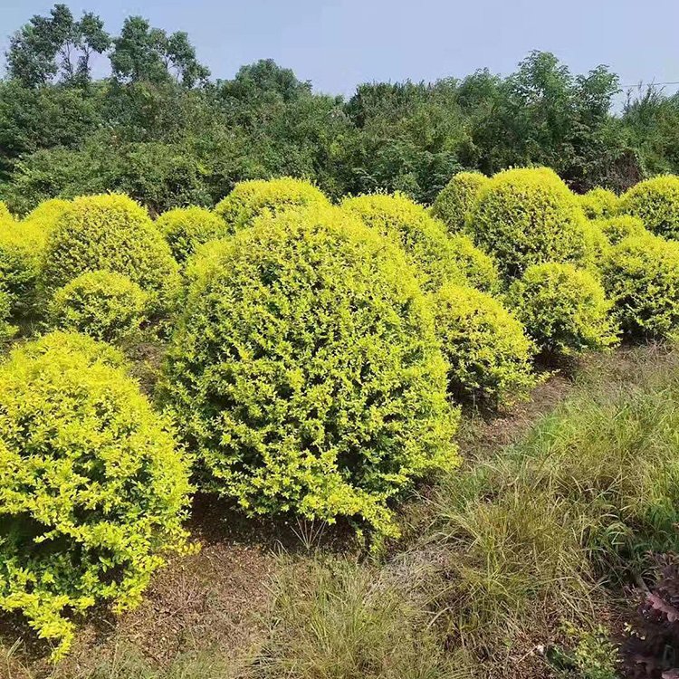 探秘湖南苗木基地 金森汝貞球的價格優(yōu)勢與種植技術(shù)