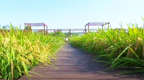 武漢新洲郊區(qū)生態(tài)觀光農(nóng)場 綠色田園，豐收喜悅