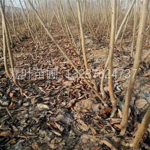 大棚櫻桃樹苗種植技術(shù)全解析 從選苗到豐收的實戰(zhàn)指南