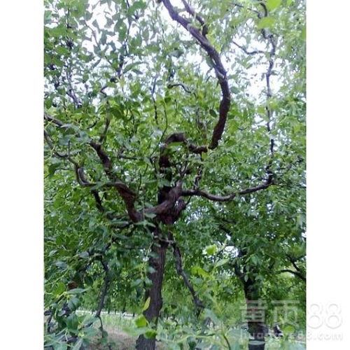 短枝冬棗苗與柿餅棗樹苗 從育苗到豐產(chǎn)的關(guān)鍵技術(shù)指南