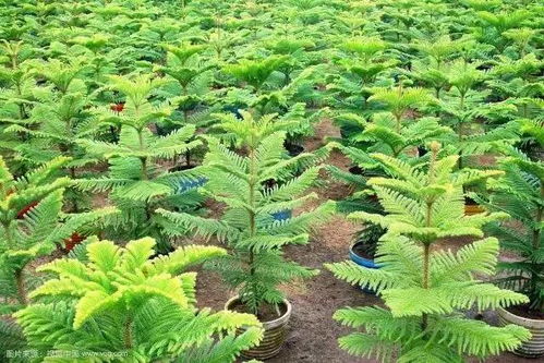容器苗,你的苗圃值得嘗試丨附 容器苗種植技術(shù)大匯總