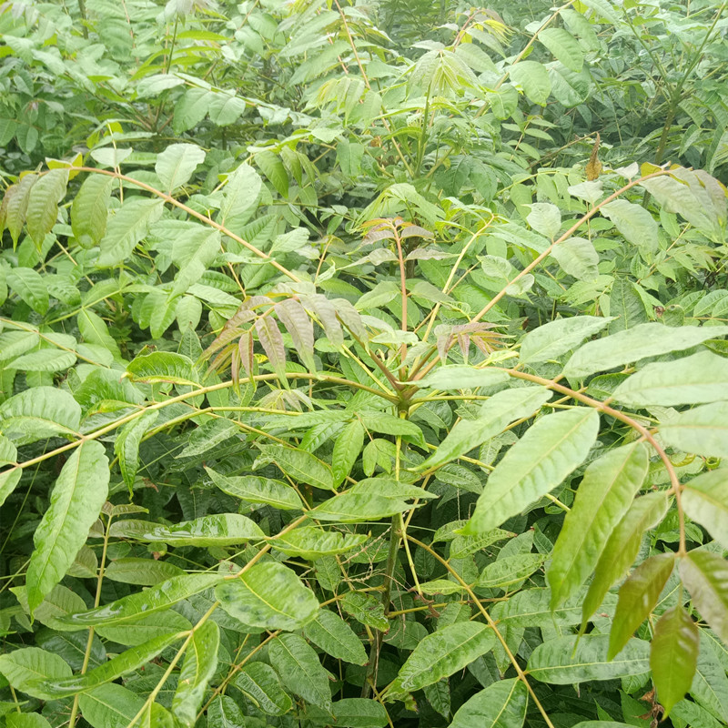 香椿苗求購指南 基地價格參考與高效種植技術(shù)解析