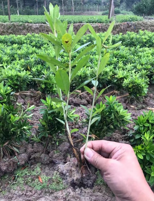 潢川毛鵑苗出售 優(yōu)質(zhì)苗木，專業(yè)種植技術(shù)一站式服務(wù)