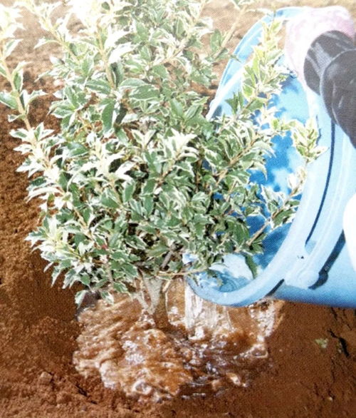 栽種小樹苗，掌握4個技術(shù)要領(lǐng)，來年小樹定會順利開花結(jié)果
